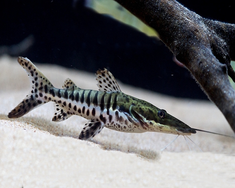 Tiger Shovelnose Catfish ~ 7cm